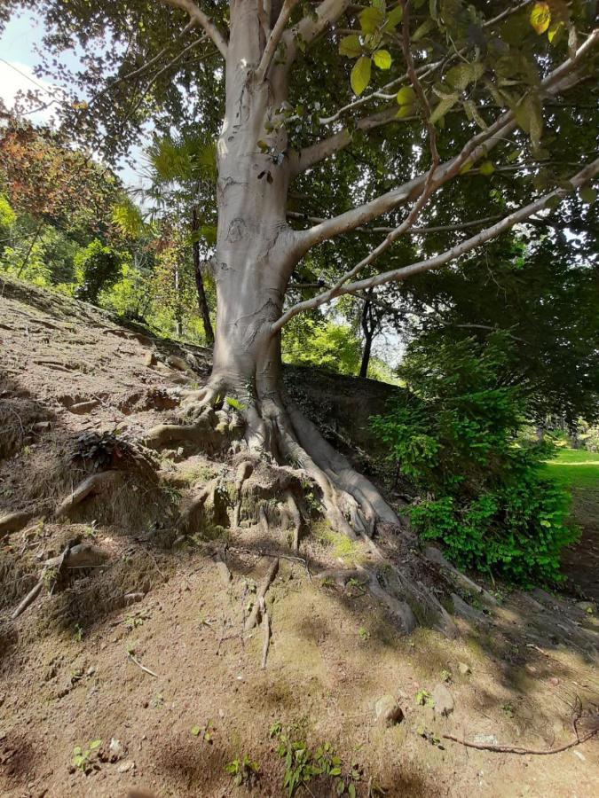 בלגירטה Bmp Apartment Gioiosa 2 Giardino Vista Lago Maggiore מראה חיצוני תמונה